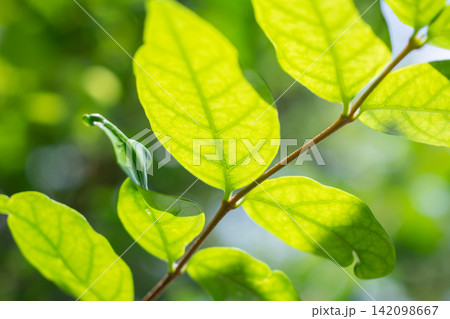 Natural plant green leaf in garden with bokeh background 142098667