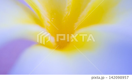 Close up of beautiful frangipani flower Close up of beautiful frangipani flower 142098957