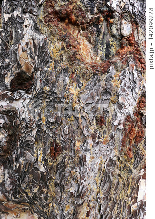 Sap from pine tree. Bark Background texture 142099228