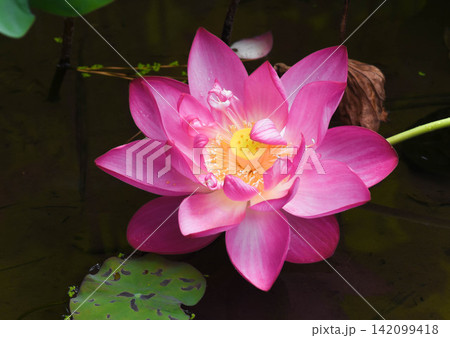 夏の水辺風景 ハスの花 夏の水辺風景 ハスの花 142099418