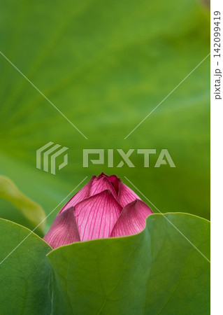 夏の水辺風景 ハスの花 夏の水辺風景 ハスの花 142099419