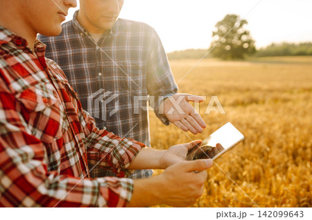 Experienced farmers in a golden wheat field with a modern tablet checking the growth. Smart farm. 142099643