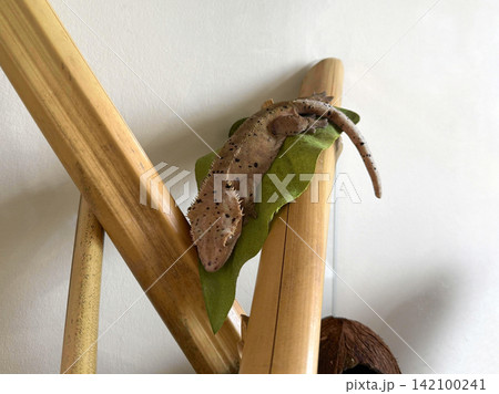 Gecko resting on bamboo in a glass terrarium at home during sunn Gecko resting on bamboo in a glass terrarium at home during sunn 142100241