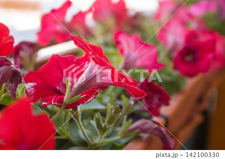 Red petunias blooming in flower box on sunny day Red petunias blooming in flower box on sunny day 142100330