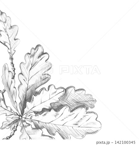 A square frame with a branch of oak leaves. This detailed pencil illustration is ideal for cards, invitations, seasonal decorations, and logo designs for craft products. A square frame with a branch of oak leaves. This detailed pencil illustration is ideal for cards, invitations, seasonal decorations, and logo designs for craft products. 142100345