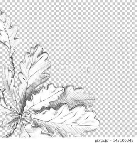 A square frame with a branch of oak leaves. This detailed pencil illustration is ideal for cards, invitations, seasonal decorations, and logo designs for craft products. A square frame with a branch of oak leaves. This detailed pencil illustration is ideal for cards, invitations, seasonal decorations, and logo designs for craft products. 142100345