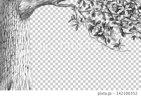 A detailed pencil drawing of an oak tree trunk and branches with leaves in a rectangular frame. Suitable for blog design, creating textures for computer games, and decorating souvenirs. A detailed pencil drawing of an oak tree trunk and branches with leaves in a rectangular frame. Suitable for blog design, creating textures for computer games, and decorating souvenirs. 142100352