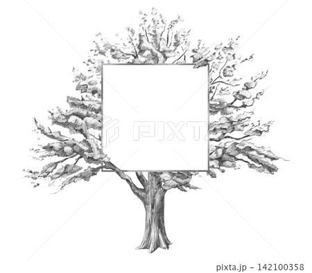 A pencil drawing of an old oak tree with a square frame in the center. Illustration for business cards, invitations, thematic articles, journal cover designs, and templates for educational materials. A pencil drawing of an old oak tree with a square frame in the center. Illustration for business cards, invitations, thematic articles, journal cover designs, and templates for educational materials. 142100358