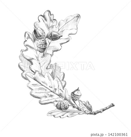 A curved oak tree branch. Isolated pencil illustration for web design, packaging, restaurant menu designs, eco-hotel logos, parks, interior design, books, and postcards. 142100361