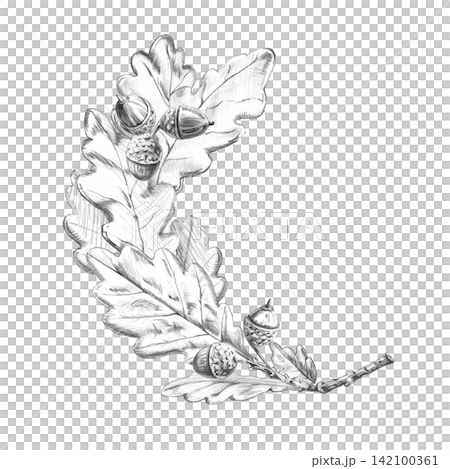 A curved oak tree branch. Isolated pencil illustration for web design, packaging, restaurant menu designs, eco-hotel logos, parks, interior design, books, and postcards. 142100361