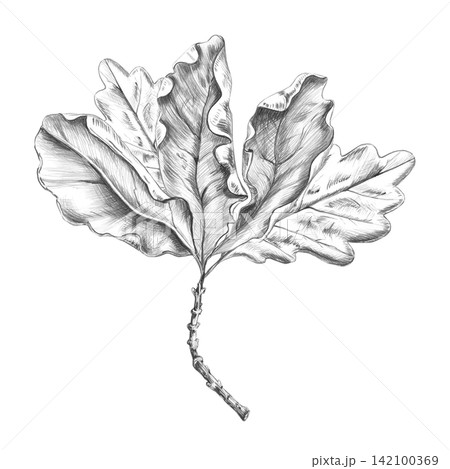 A branch of dried oak leaves. Isolated pencil illustration for printing, web design, packaging, restaurant menu design, eco-hotel logos, parks, and tableware design. 142100369