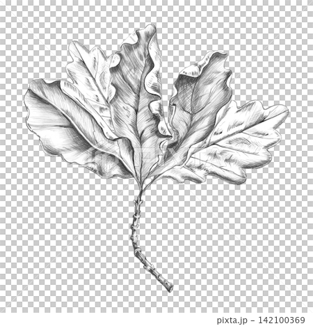 A branch of dried oak leaves. Isolated pencil illustration for printing, web design, packaging, restaurant menu design, eco-hotel logos, parks, and tableware design. 142100369