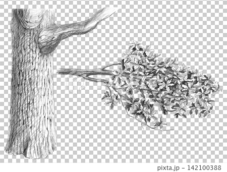 Detailed graphic illustration of an oak trunk and branch with leaves. Isolated illustration for books, postcards, websites, eco-parks, branding, craft beer label design, and eco-hotel logos. Detailed graphic illustration of an oak trunk and branch with leaves. Isolated illustration for books, postcards, websites, eco-parks, branding, craft beer label design, and eco-hotel logos. 142100388