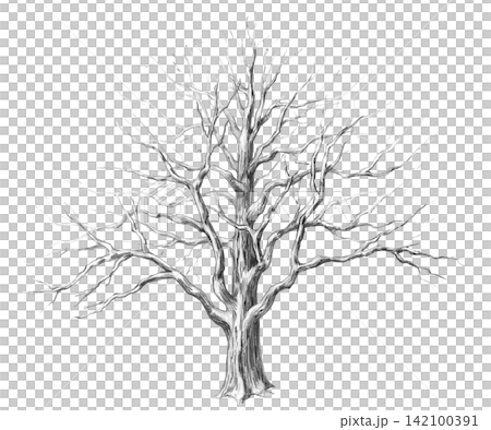 A pencil drawing of an old oak tree without leaves. The illustration is suitable for books, postcards, websites, eco-parks, branding, craft beer label design, and eco-hotel logos. A pencil drawing of an old oak tree without leaves. The illustration is suitable for books, postcards, websites, eco-parks, branding, craft beer label design, and eco-hotel logos. 142100391