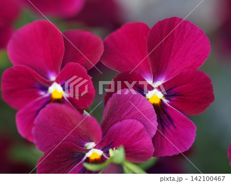 パンジーの花の生態写真 パンジーの花の生態写真 142100467