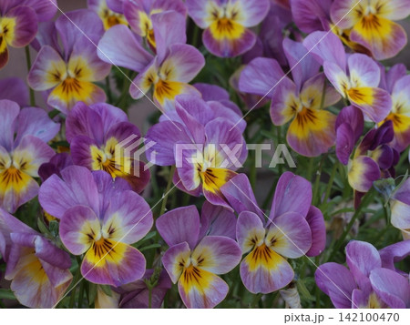 パンジーの花の生態写真 パンジーの花の生態写真 142100470