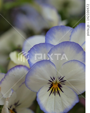 パンジーの花の生態写真 142100472