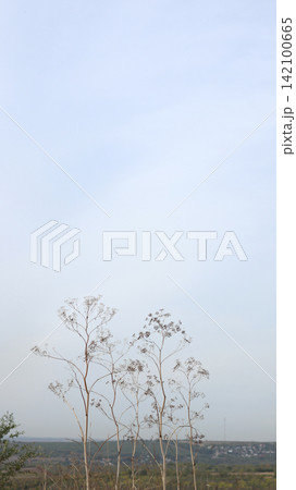 Last year's dry grass against a sultry landscape. Last year's dry grass against a sultry landscape. 142100665