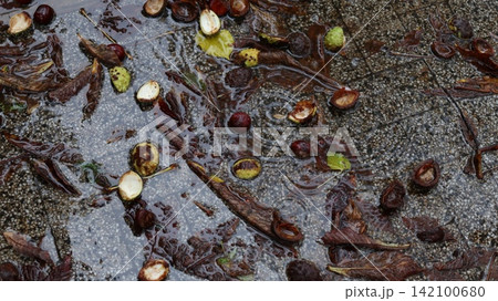 Chestnuts and leaves on the sidewalk after rain. Chestnuts and leaves on the sidewalk after rain. 142100680