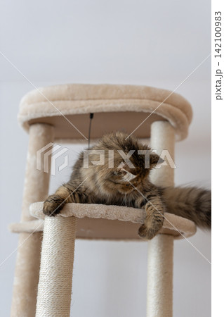 キャットタワーで遊ぶ可愛い猫 ペルシャ猫 キャットタワーで遊ぶ可愛い猫 ペルシャ猫 142100983