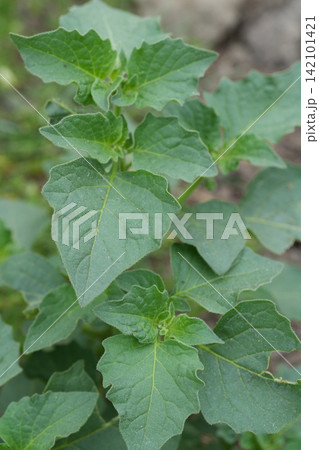 Vibrant Green European black or blackberry nightshade, Solanum nigrum Plant Foliage, Natural Habitat, Close-Up View of Lush Leaves Vibrant Green European black or blackberry nightshade, Solanum nigrum Plant Foliage, Natural Habitat, Close-Up View of Lush Leaves 142101421