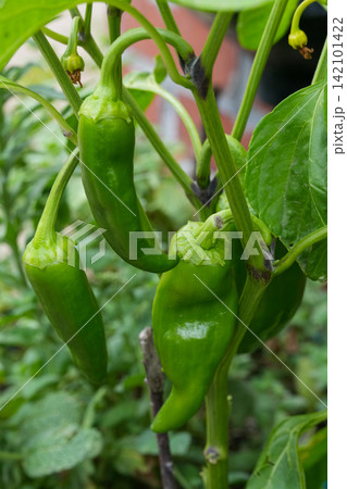 Fresh Green Chili Peppers Grow on a Vibrant Plant in a Garden Setting, Ready for Harvest and Culinary Use Fresh Green Chili Peppers Grow on a Vibrant Plant in a Garden Setting, Ready for Harvest and Culinary Use 142101422