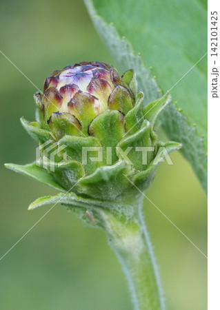 Close-up of a vibrant Inula flower bud, showcasing intricate details and anticipation of bloom in a natural setting 142101425