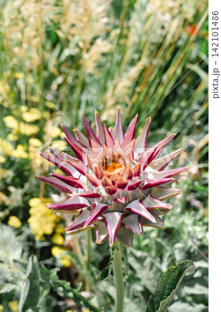 Blooming artichoke flower with spiky purple bracts in summer garden Blooming artichoke flower with spiky purple bracts in summer garden 142101486