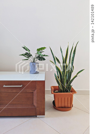 Natural snake plant in terracotta pot beside artificial decorative plant on wooden cabinet, clean neutral wall and minimalist indoor interior Natural snake plant in terracotta pot beside artificial decorative plant on wooden cabinet, clean neutral wall and minimalist indoor interior 142101489