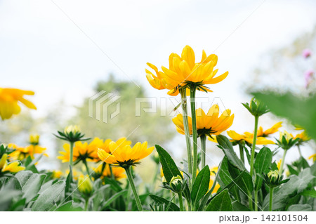 Yellow black eyed Susan flower blooming in lush summer garden Yellow black eyed Susan flower blooming in lush summer garden 142101504