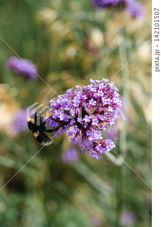 Bumblebee collecting nectar from purple verbena flowers in summer meadow Bumblebee collecting nectar from purple verbena flowers in summer meadow 142101507