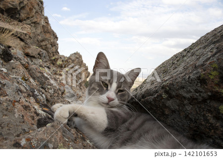 cute cat on the rock cute cat on the rock 142101653