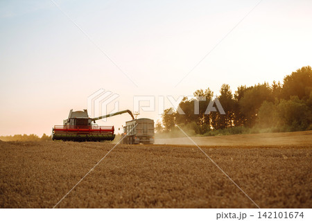 Industrial combine harvester machine reaping gather ripe wheat cereal field meadow on summer day. Industrial combine harvester machine reaping gather ripe wheat cereal field meadow on summer day. 142101674