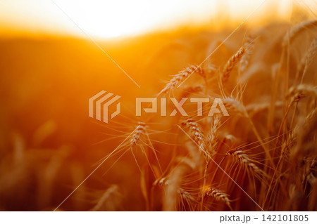Sunbeams of the setting sun on a golden wheat field. harvest nature growth. Harvesting. Sunbeams of the setting sun on a golden wheat field. harvest nature growth. Harvesting. 142101805