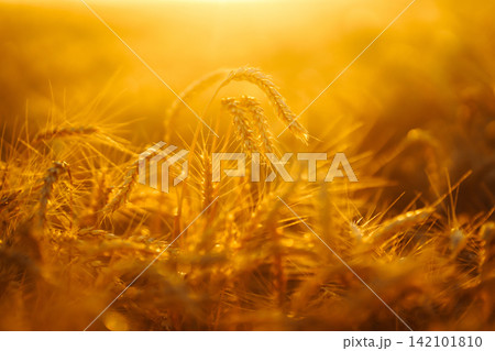 Sunbeams of the setting sun on a golden wheat field. harvest nature growth. Harvesting. Sunbeams of the setting sun on a golden wheat field. harvest nature growth. Harvesting. 142101810