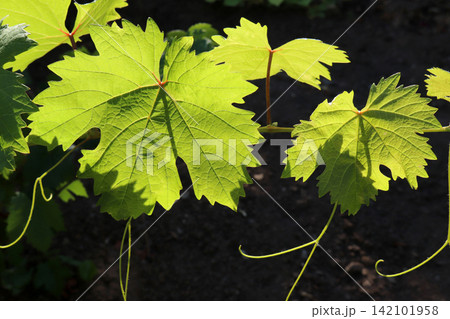 vine leaves shining in the sunlight vine leaves shining in the sunlight 142101958