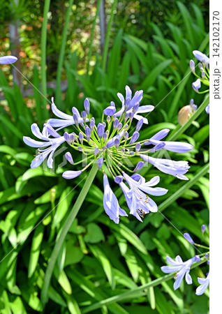 植物:アガパンサス ヒガンバナ科 埼玉県さいたま市 植物:アガパンサス ヒガンバナ科 埼玉県さいたま市 142102170
