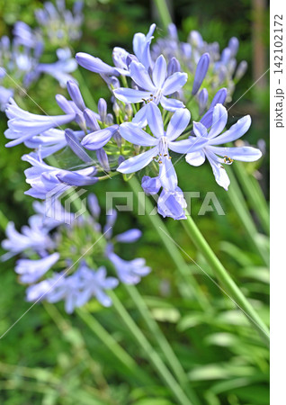 植物：アガパンサス　ヒガンバナ科　埼玉県さいたま市 142102172
