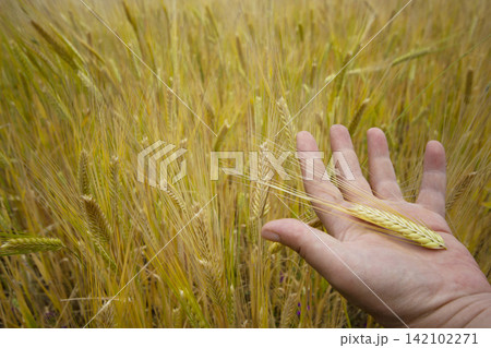 hand of a woman holding wheat in the field hand of a woman holding wheat in the field 142102271