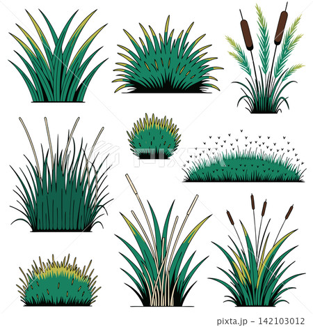 This is a set of digital illustrations depicting various clumps of green grass, marsh reeds, and cattails on a white background This is a set of digital illustrations depicting various clumps of green grass, marsh reeds, and cattails on a white background 142103012