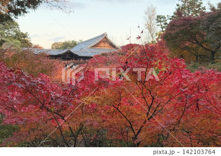 古都京都 東福寺通天橋の紅葉 古都京都 東福寺通天橋の紅葉 142103764