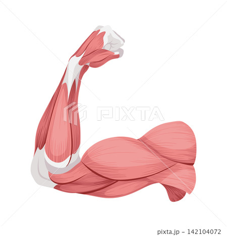 Skeletal muscle tissue with specific function. Medical poster design illustration. Science educational symbol 142104072