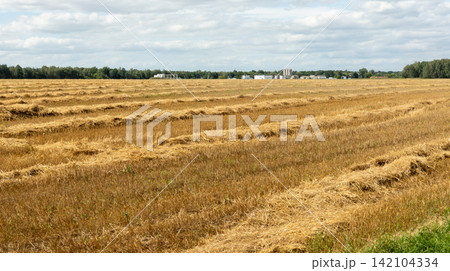 Agricultural field after the grain harvest. Farm buildings on the horizon. 142104334