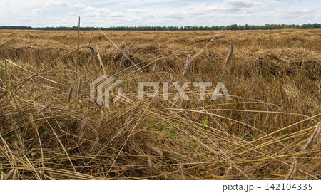 Bent ripe ears of rye in an agricultural field after harvesting 142104335