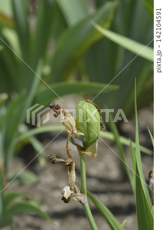 Miniature Tall Bearded Iris Quagga Seed Pod Close Up in Natural Environment Miniature Tall Bearded Iris Quagga Seed Pod Close Up in Natural Environment 142104591