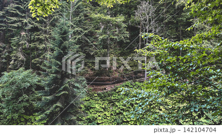 Lush mountain forest trail surrounded by dense green vegetation Lush mountain forest trail surrounded by dense green vegetation 142104704