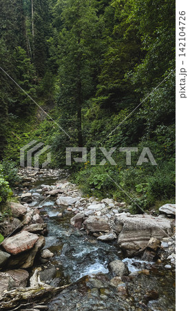 Rocky Forest Stream in Lush Green Woodland Rocky Forest Stream in Lush Green Woodland 142104726