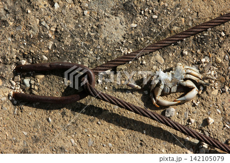 Iron ring and wire rope, a dead crab Iron ring and wire rope, a dead crab 142105079