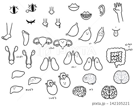 体の一部と臓器のイラストセット線画 体の一部と臓器のイラストセット線画 142105221