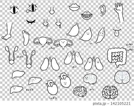 体の一部と臓器のイラストセット線画 体の一部と臓器のイラストセット線画 142105221